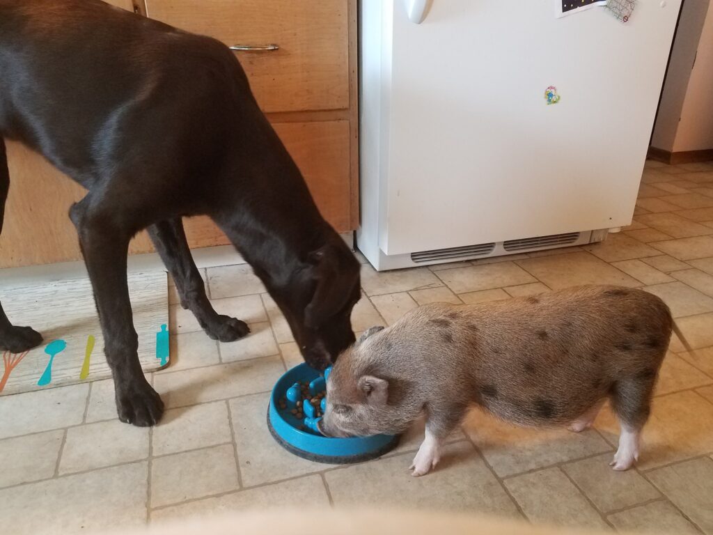pig and brown lab dog eating together out of same bowl