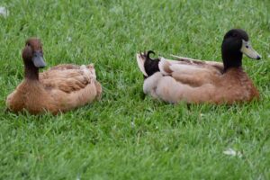 ducks lying in the grass