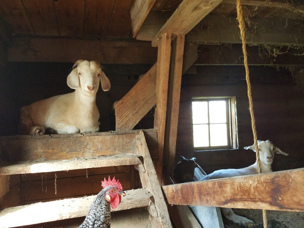 goats resting in a barn