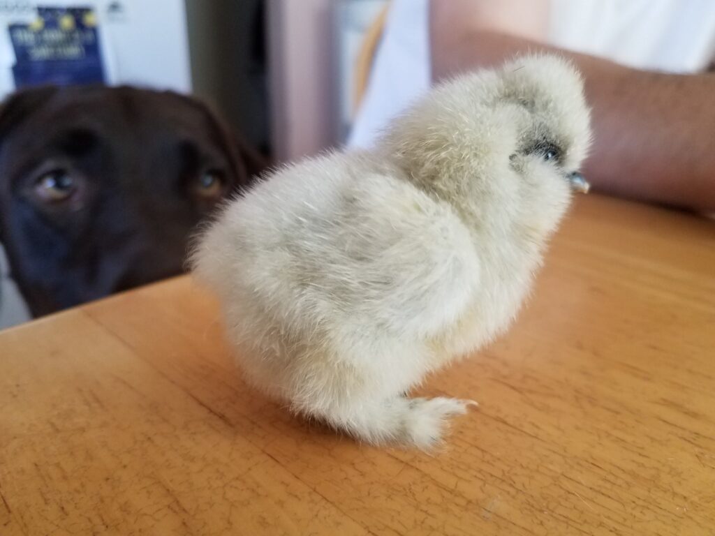 A small fluffy chick stands on a wood table while a brown dog stares in the background