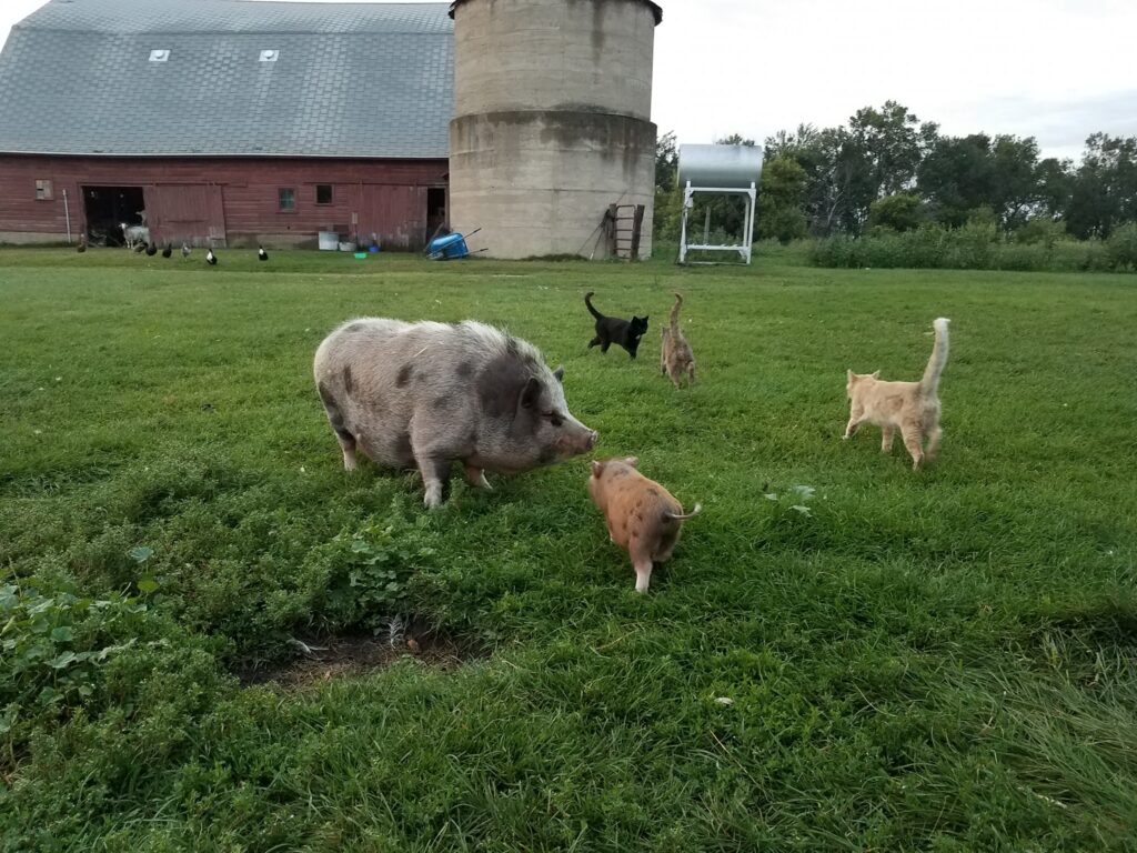 a pig and cats on the Hawkes Homestead farm, interacting