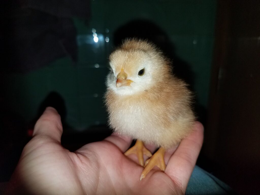 baby yellow chicken