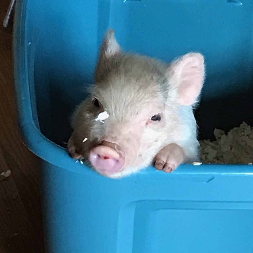 A small pink baby pig in a blue tote