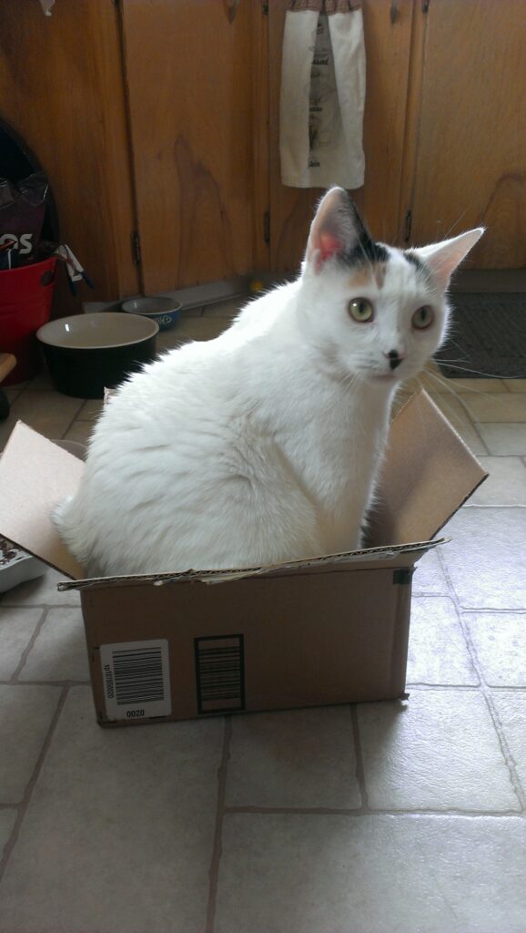 A white cat sits in a box