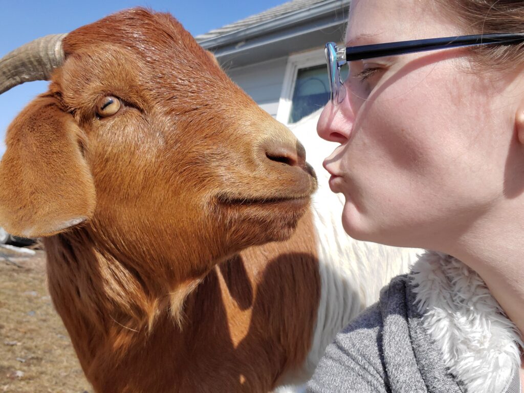 A brown and white goat is an inch from a woman's face as she puckers to give the goat a kiss