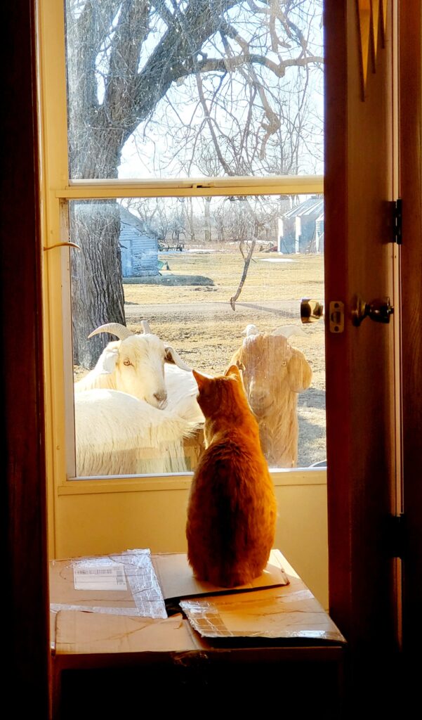 A cat sits inside while two goats stare in from the other side of the glass door